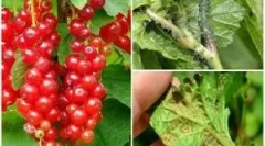 Orodje za boj na ribez